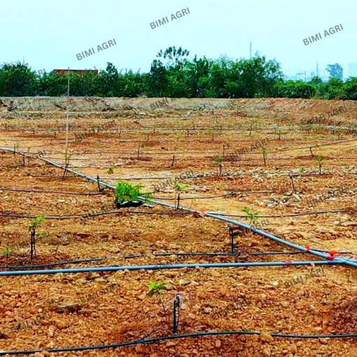 Ống LDPE thương hiệu BIMI AGRI làm từ nhựa nguyên sinh 100%, độ bền nắng mưa trên 15 năm, bảo hành 5 năm. Có các kích thước phi 16,20,25,32