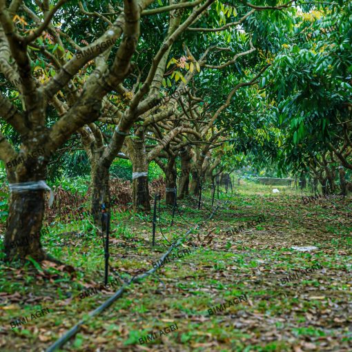Ống LDPE thương hiệu BIMI AGRI làm từ nhựa nguyên sinh 100%, độ bền nắng mưa trên 15 năm, bảo hành 5 năm. Có các kích thước phi 16,20,25,32