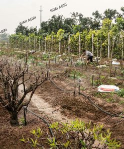 Ống LDPE thương hiệu BIMI AGRI làm từ nhựa nguyên sinh 100%, độ bền nắng mưa trên 15 năm, bảo hành 5 năm. Có các kích thước phi 16,20,25,32