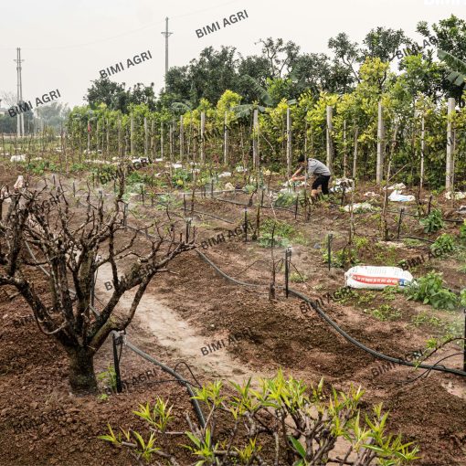 Ống LDPE thương hiệu BIMI AGRI làm từ nhựa nguyên sinh 100%, độ bền nắng mưa trên 15 năm, bảo hành 5 năm. Có các kích thước phi 16,20,25,32