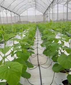 Bộ que nhỏ giọt chia 4, với 4 que nhỏ giọt dài 10cm, mỗi đoạn dây dẫn nước 3/5 dài 50cm, và 1 đầu chia ra 4 đoạn dây