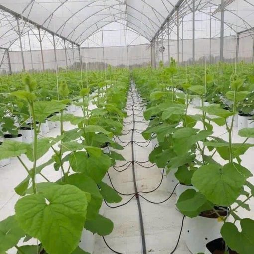 Bộ que nhỏ giọt chia 4, với 4 que nhỏ giọt dài 10cm, mỗi đoạn dây dẫn nước 3/5 dài 50cm, và 1 đầu chia ra 4 đoạn dây