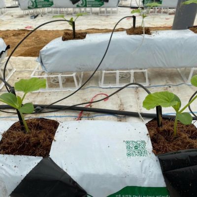 Bộ que nhỏ giọt chia 4, với 4 que nhỏ giọt dài 10cm, mỗi đoạn dây dẫn nước 3/5 dài 50cm, và 1 đầu chia ra 4 đoạn dây