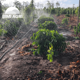 hệ thống tưới cây tự động