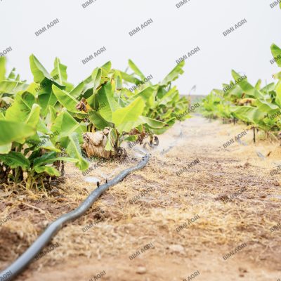 Hệ thống tưới gắn béc