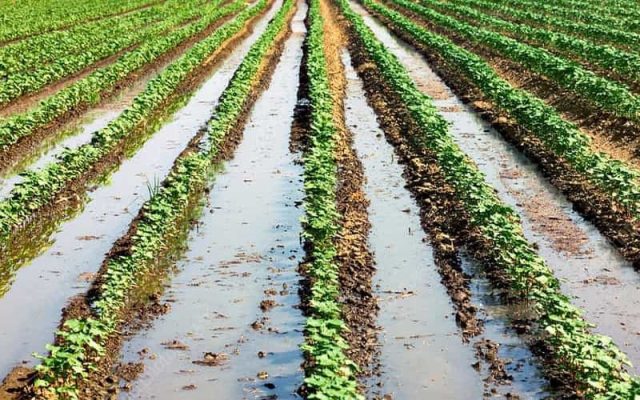 Hệ thống tưới tràn