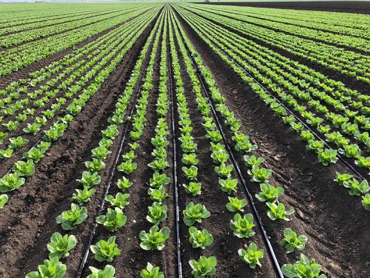 Lợi ích khi sử dụng hệ thống tưới