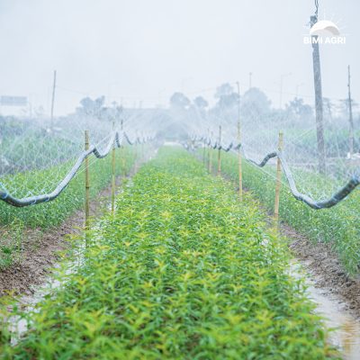 ong-phun-mua-duc-lo-san