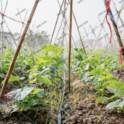 ong-phun-mua-duc-lo-san