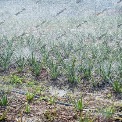 tưới tự động