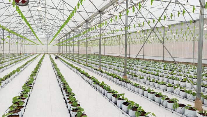 Tưới tự động