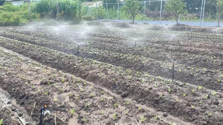 Hệ thống tưới béc G5