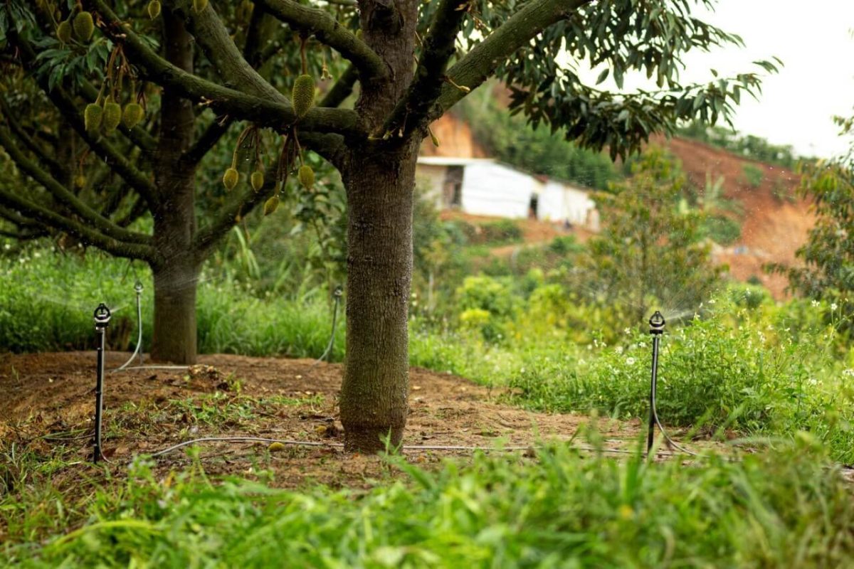 Hệ thống tưới