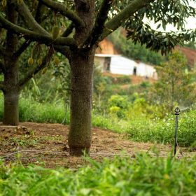 Hệ thống tưới