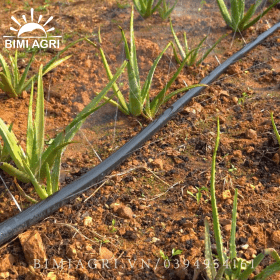 tưới tự động