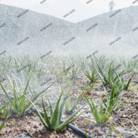 Ống tưới phun mưa - BIMI AGRI