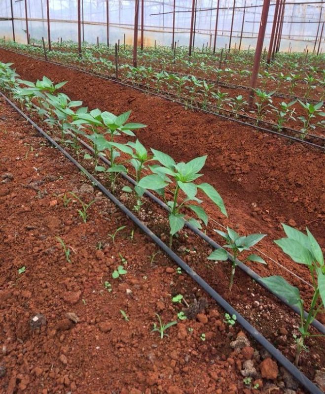 Ống tưới nhỏ giọt