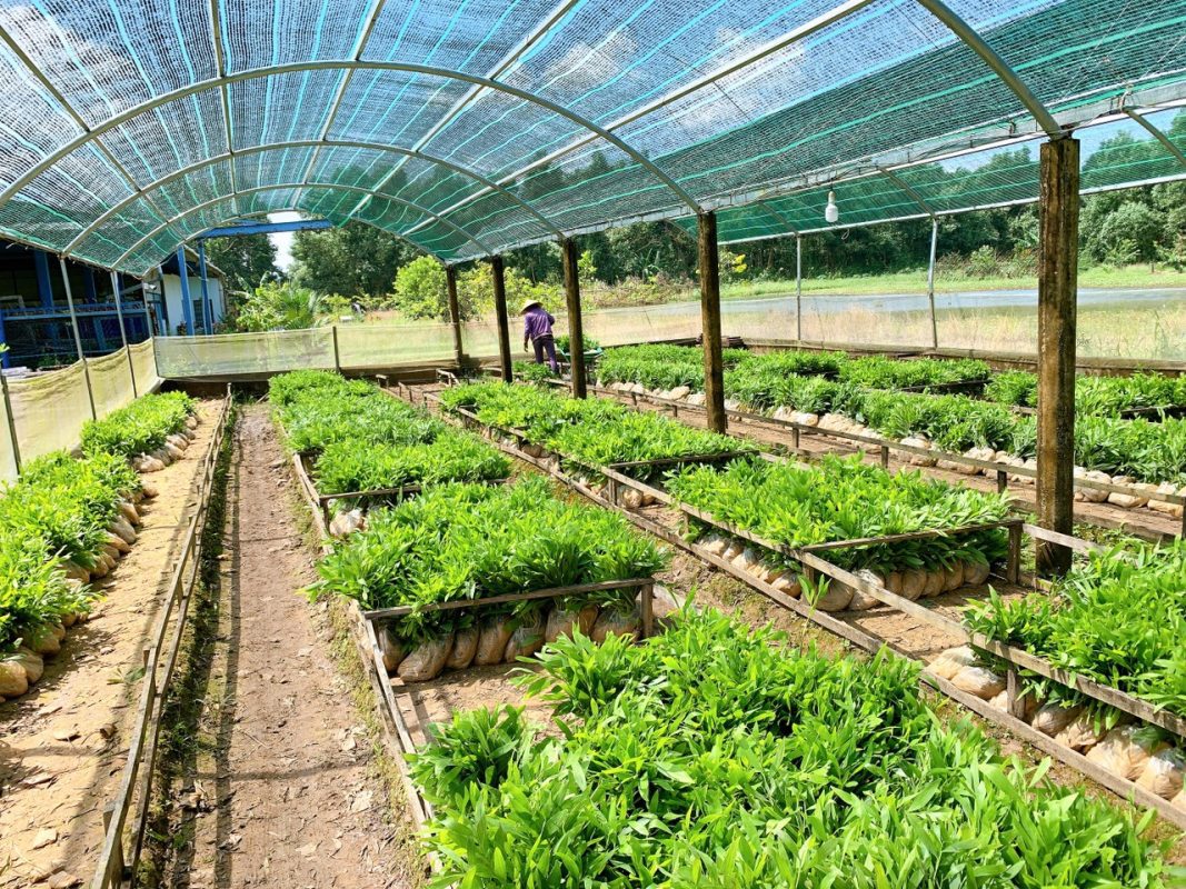 hệ thống tưới vườn ươm