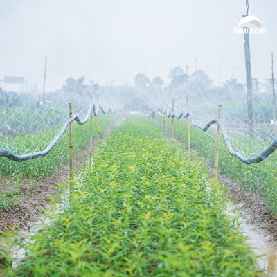 Ống phun mưa đục lỗ tưới rau màu, cây ngắn ngày có 4 kích thước 21,27,34,42