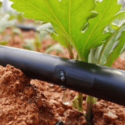 hệ thống tưới cây tự động