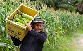 hệ thống tưới cây tự động