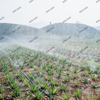 hệ thống tưới cây tự động