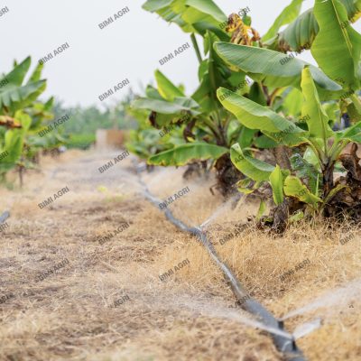 hệ thống tưới cây tự động