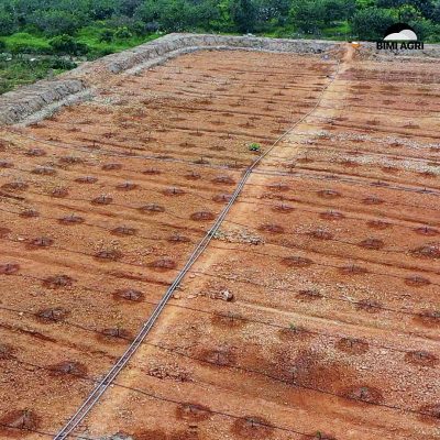 hệ thống tưới cây tự động