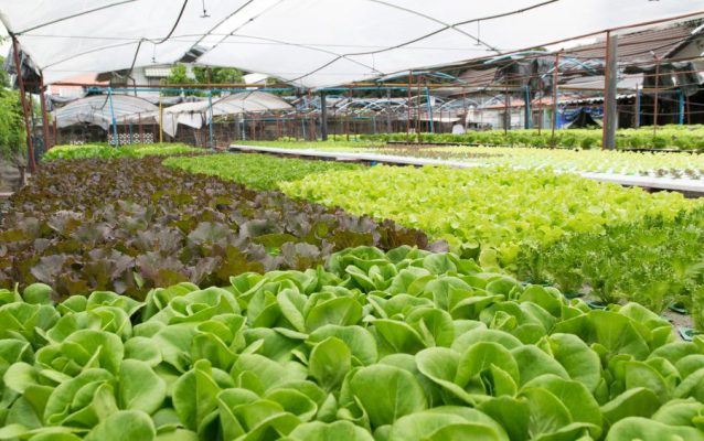 hệ thống tưới tiết kiệm nước