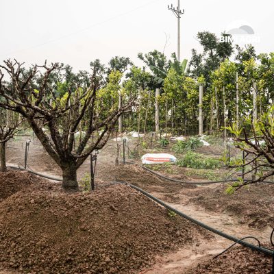 hệ thống tưới tiết kiệm nước