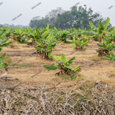 hệ thống tưới tiết kiệm nước