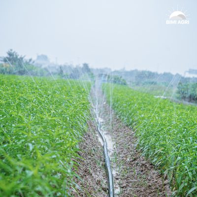Ống tưới phun mưa đục lỗ sẵn BIMI AGRI