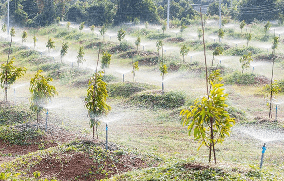 Hệ thống tưới