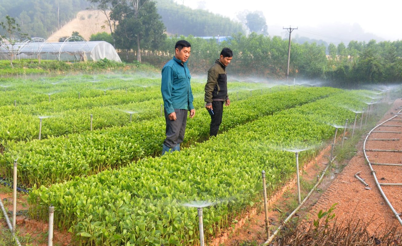 Tưới tự động