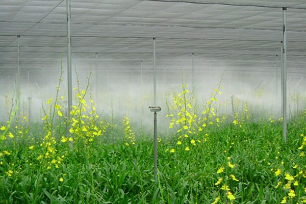 tưới tự động bằng phun sương