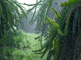 tưới nhỏ giọt