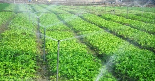 tưới tự động