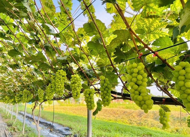 Tưới tự động