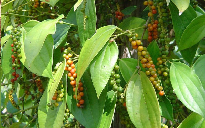 Cây hồ tiêu