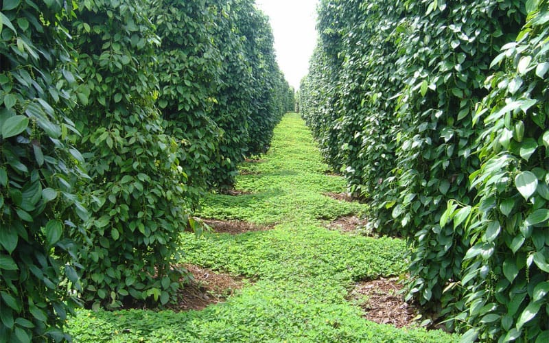 Cây hồ tiêu