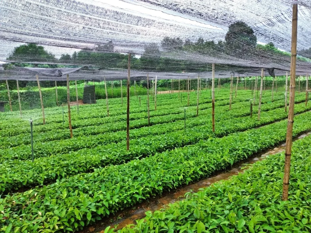 Hệ thống béc tưới