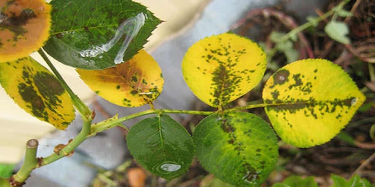 Cây bị vàng lá