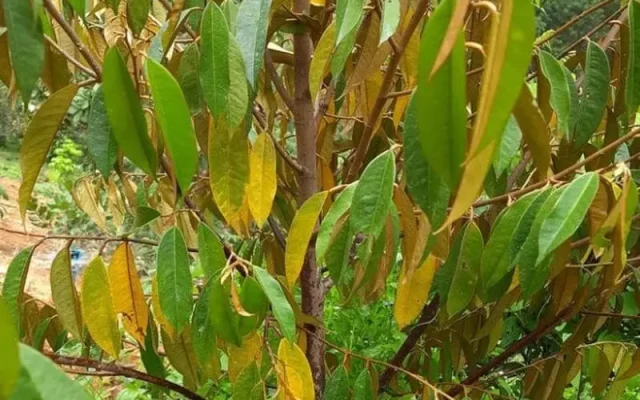 tuoi-nhieu-nuoc